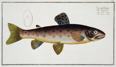 Truite brune (Salmo Iasustris) planche XXIII de 